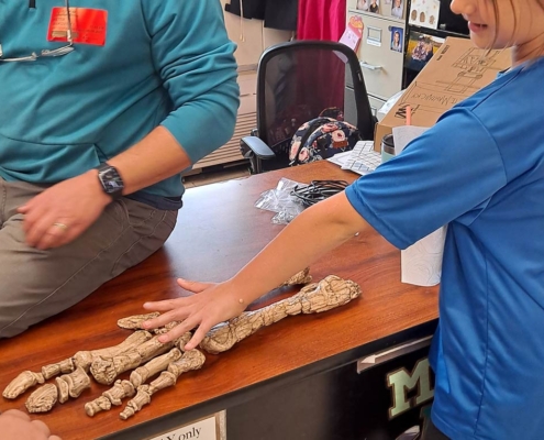 Missouri-Ozark Dinosaur Project - Dr. Peter Makovicky displays a Parrosaurus missouriensis hand and forearm (replica) to Mrs. Upchurch's student. The fossil bones were found at the Chronister Site and revealed thumb-spikes on both hands.